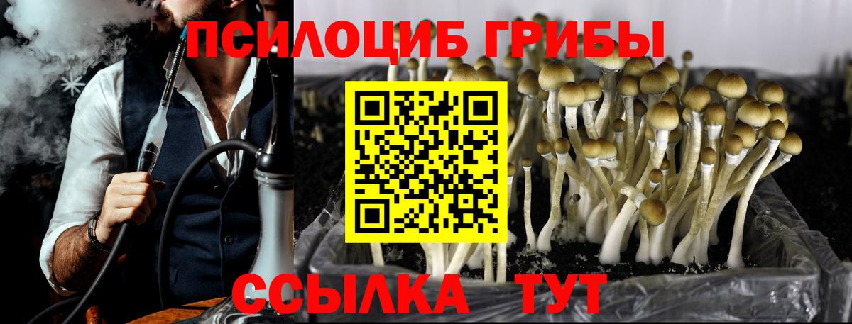 Ярославль  Псилоцибиновые грибы Psilocybe  Вход с VPN 